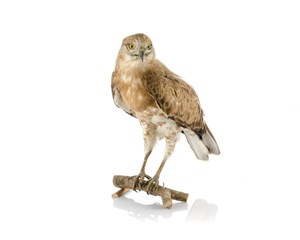 Image description is not available for 1983.42.1